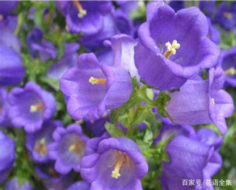 風鈴花花語|【風鈴草花語】關於風鈴草你不知道的事：花語、寓意。